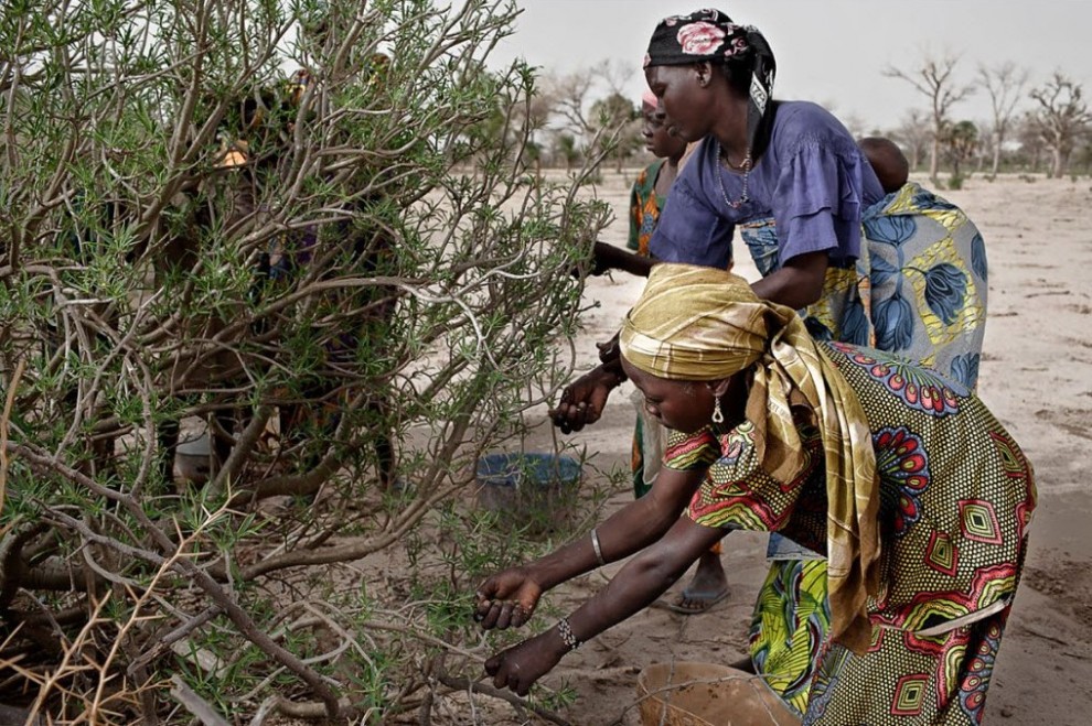 Продовольственный кризис в Нигере nigerfoodcrisis22 990x659 Продовольственный кризис в Нигере