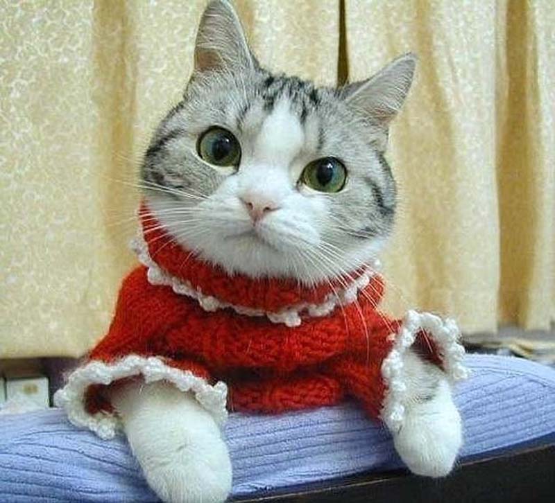 Самое милое из того, что вы видели cute 61 Самые мимимишные зверушки из тех, что вы видели