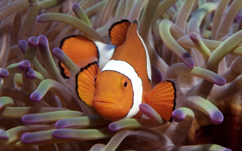 Коралловые рифы Explore coral reefs 2 800x499 Коралловые рифы в фотографиях