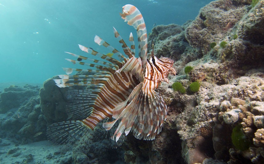Коралловые рифы Explore coral reefs 20 Коралловые рифы в фотографиях