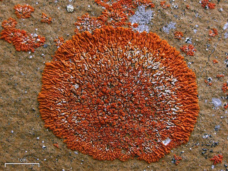 Fungi13 Fungi13 Самые красивые грибы в мире