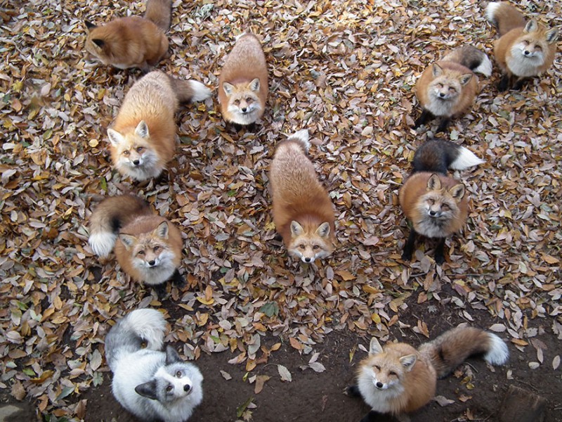 FoxVillage01 800x600 Самое мимимишное место на земле — японская деревня лис
