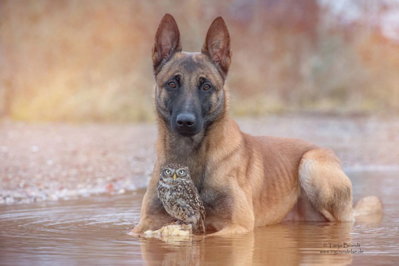 IngoPoldi11 800x534 Dog and owl who can not live without each other