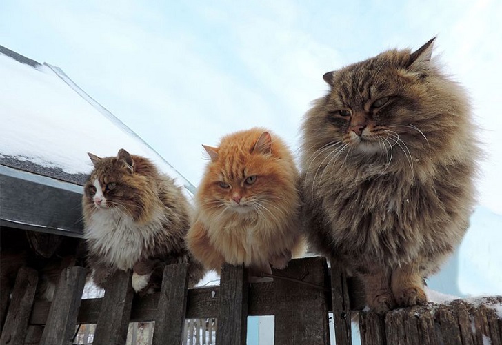 Siberian Cats photo Alla Lebedeva111 Необычная колония рыжих под Барнаулом