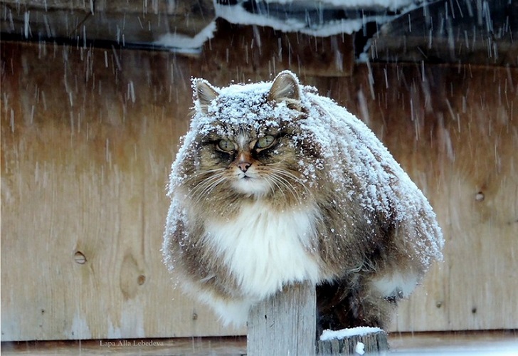 Siberian Cats photo Alla Lebedeva131 Необычная колония рыжих под Барнаулом