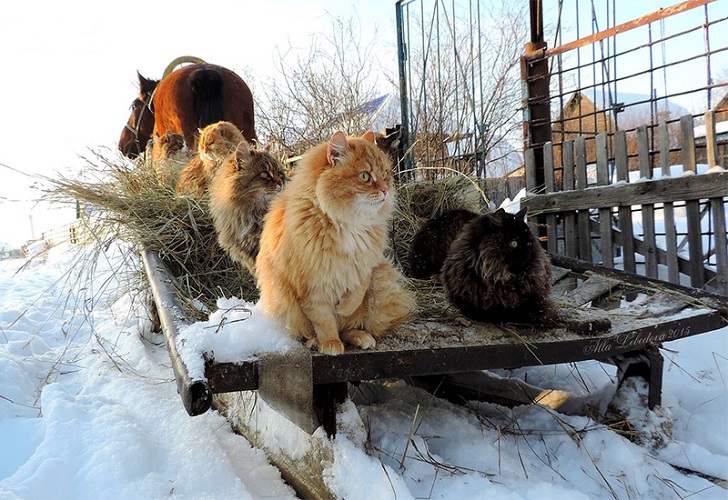 Siberian Cats photo Alla Lebedeva141 Необычная колония рыжих под Барнаулом