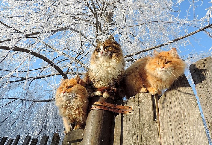 Siberian Cats photo Alla Lebedeva16 Необычная колония рыжих под Барнаулом