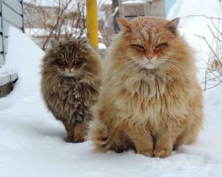 Siberian Cats photo Alla Lebedeva71 Необычная колония рыжих под Барнаулом