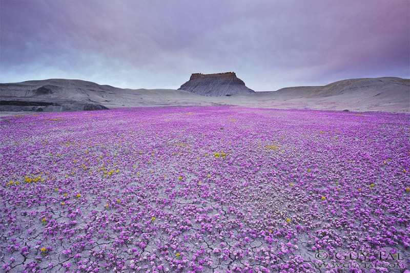 UtahDesert12 800x533    