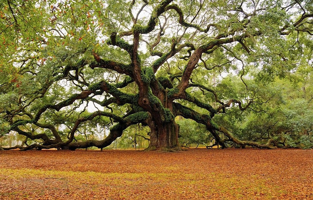 trees15 Самые красивые деревья в мире