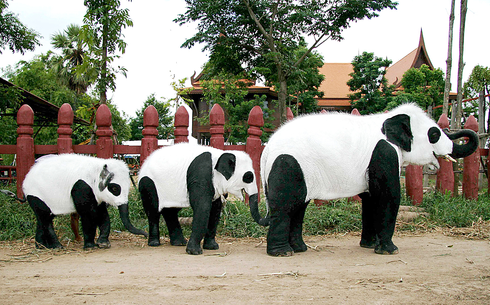elefantes pintado