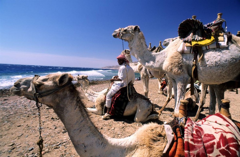 21) Верблюды на берегу Красного моря на пляже Каньон в Дахабе. Сафари на верблюдах – одно из самых популярных развлечений в Южном Синае. (Bertrand Gardel/Hemis.fr)