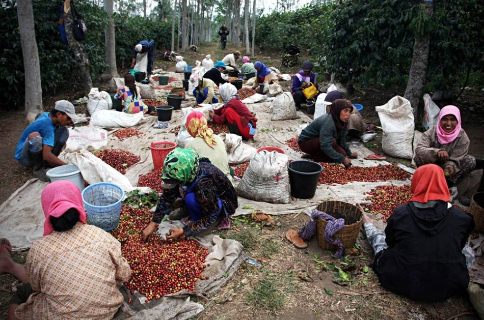 4)    Kopi Luwak  :         1000 .  Heritage Tea Rooms,      ,      $ 50    ,    $ 33  . (Ulet Ifansasti/Getty Images)