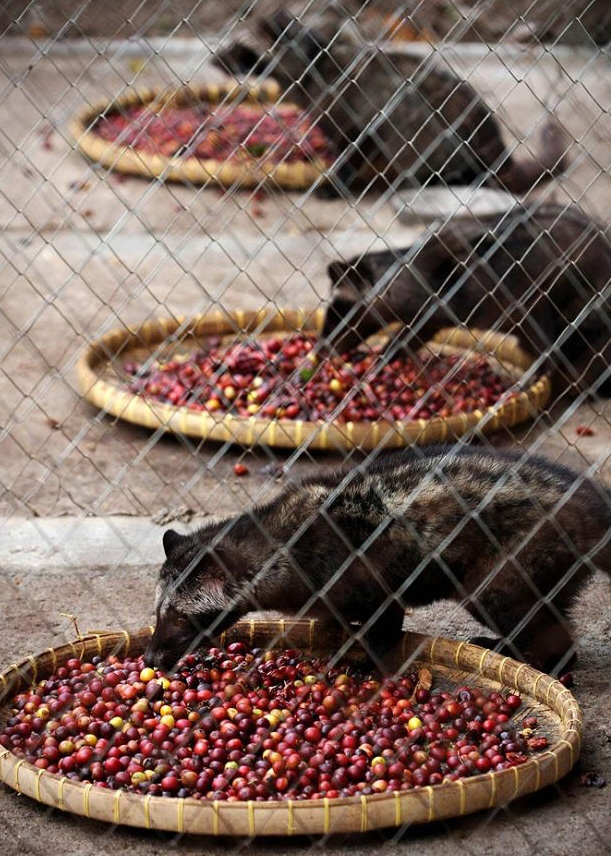 5) Кофейные плоды раскладывают на подносах для того, чтобы их съели циветты. (Ulet Ifansasti/Getty Images)