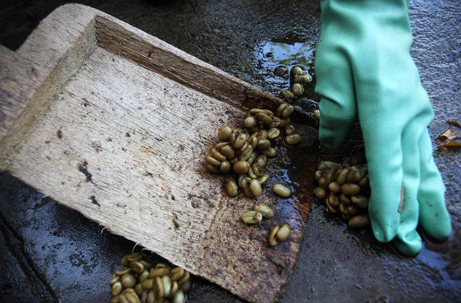 6) Работники собирают кофейные бобы, уже готовые к окончательной промывке и сушке. (Ulet Ifansasti/Getty Images)