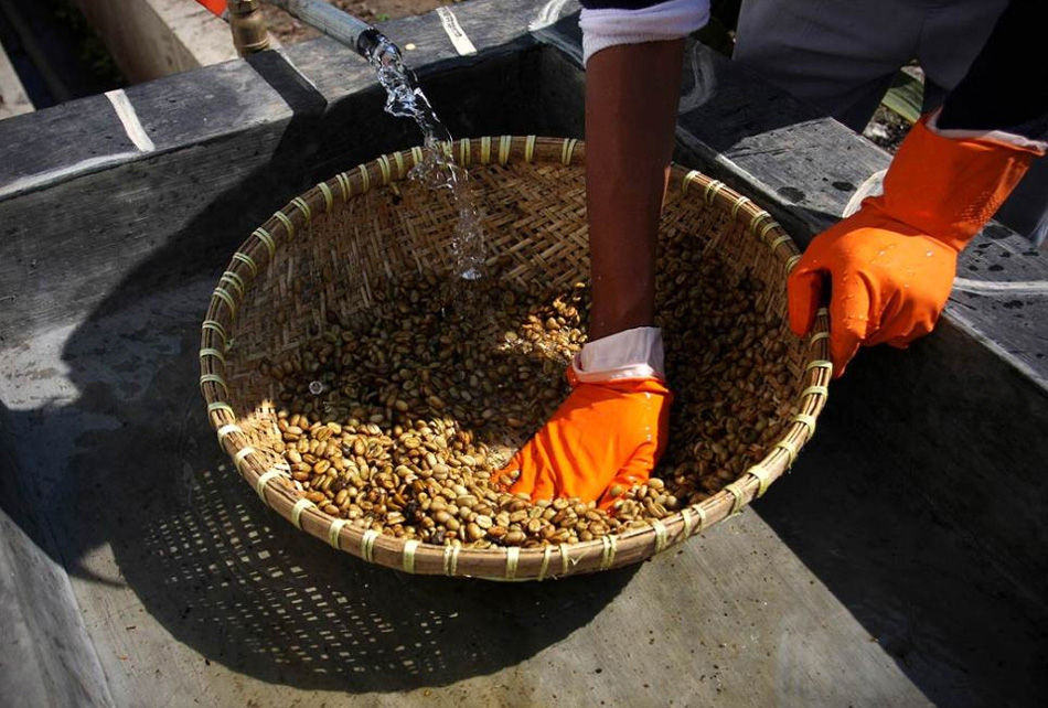 7) После сбора сотрудник готовит кофейные зерна, промывая их водой. (Ulet Ifansasti/Getty Images)