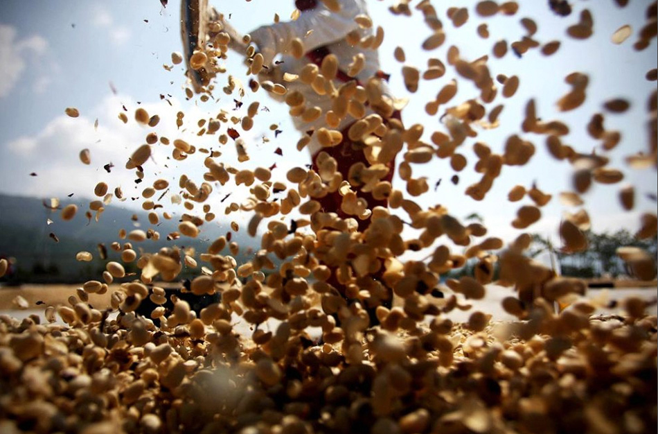9) Работник просеивает и разравнивает кофейные зерна для сушки, прежде чем слегка их обжарить. (Ulet Ifansasti/Getty Images)