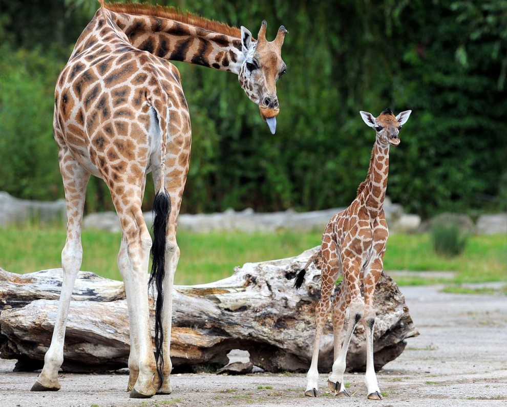 3) 6-дневный жирафенок стоит со своей матерью в зоопарке Честер в английском городе Чешир. (Andrew Yates/AFP - Getty Images) 