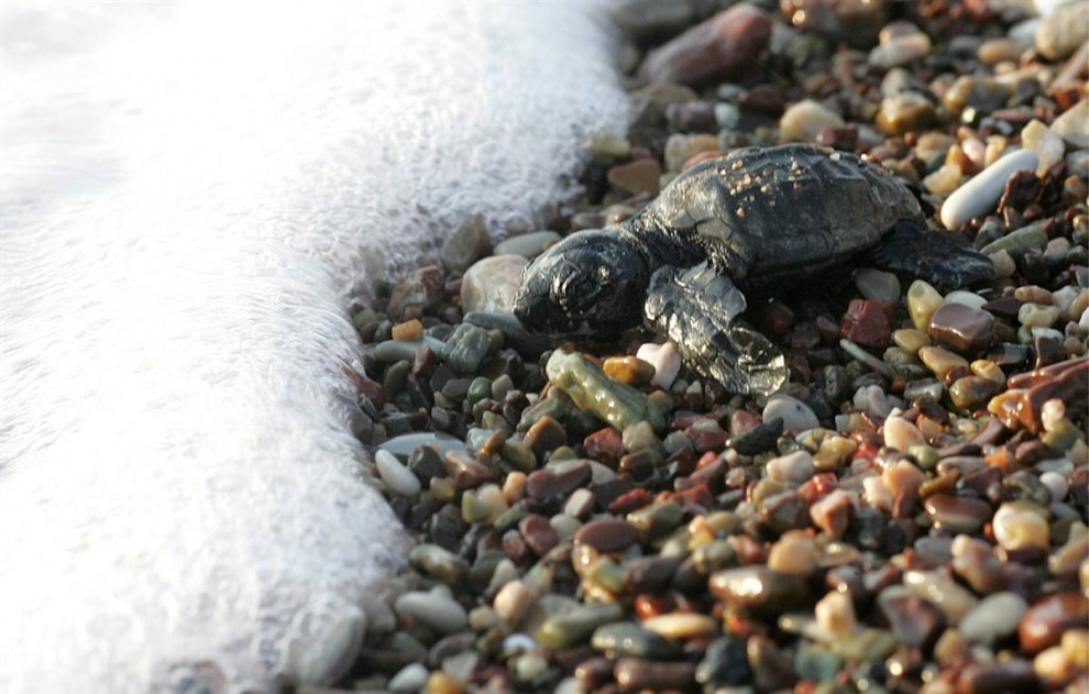 5) Новорожденная головастая морская черепаха ползет в сторону моря в заливе Кипариссия в Греции. (Orestis Panagiotou/EPA)