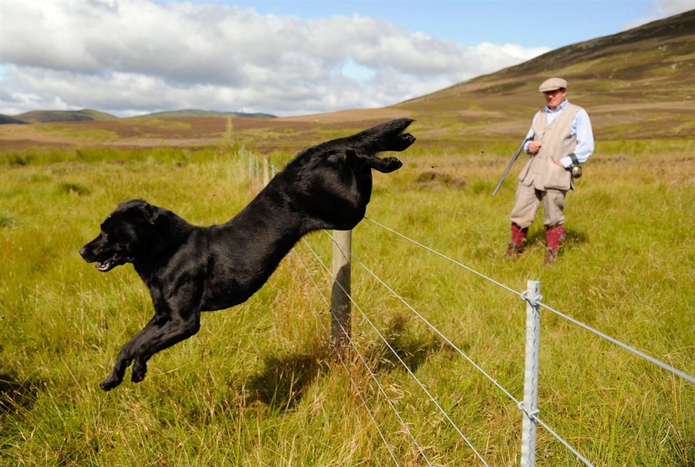 7) Собака прыгает через забор в день открытия сезона охоты на куропатку в Роттал Истейт, долина Ангус в Шотландии. (Russell Cheyne/Reuters)