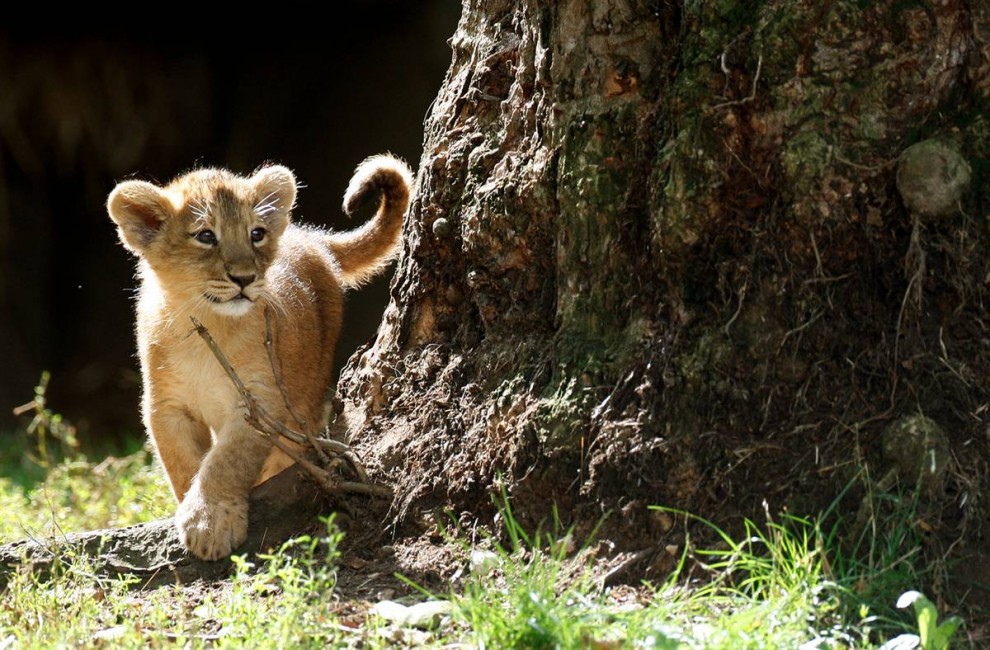 8) Один из двух 10-недельных азиатских львят впервые исследует вольер под открытым небом в лондонском зоопарке. Это – первые львята родившиеся в этом зоопарке за последние 10 лет. Их мать, Аби была последним детенышем, который родился в зоопарке в 1999 году. (Stephen Hird/Reuters)