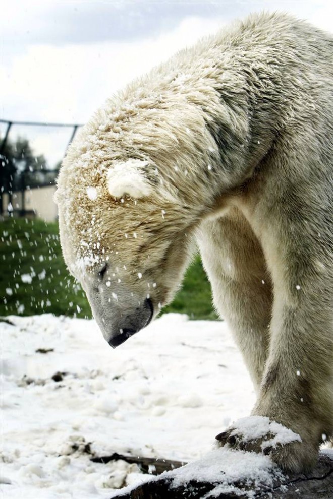 9) Белый медведь по кличке Джелле гуляет по снегу в зоопарке голландского города Нуэнен. Специальный снегомет делает снег, чтобы создать в вольере полярных медведей имитацию их естественной среды. (Vincent Jannink/AFP - Getty Images)