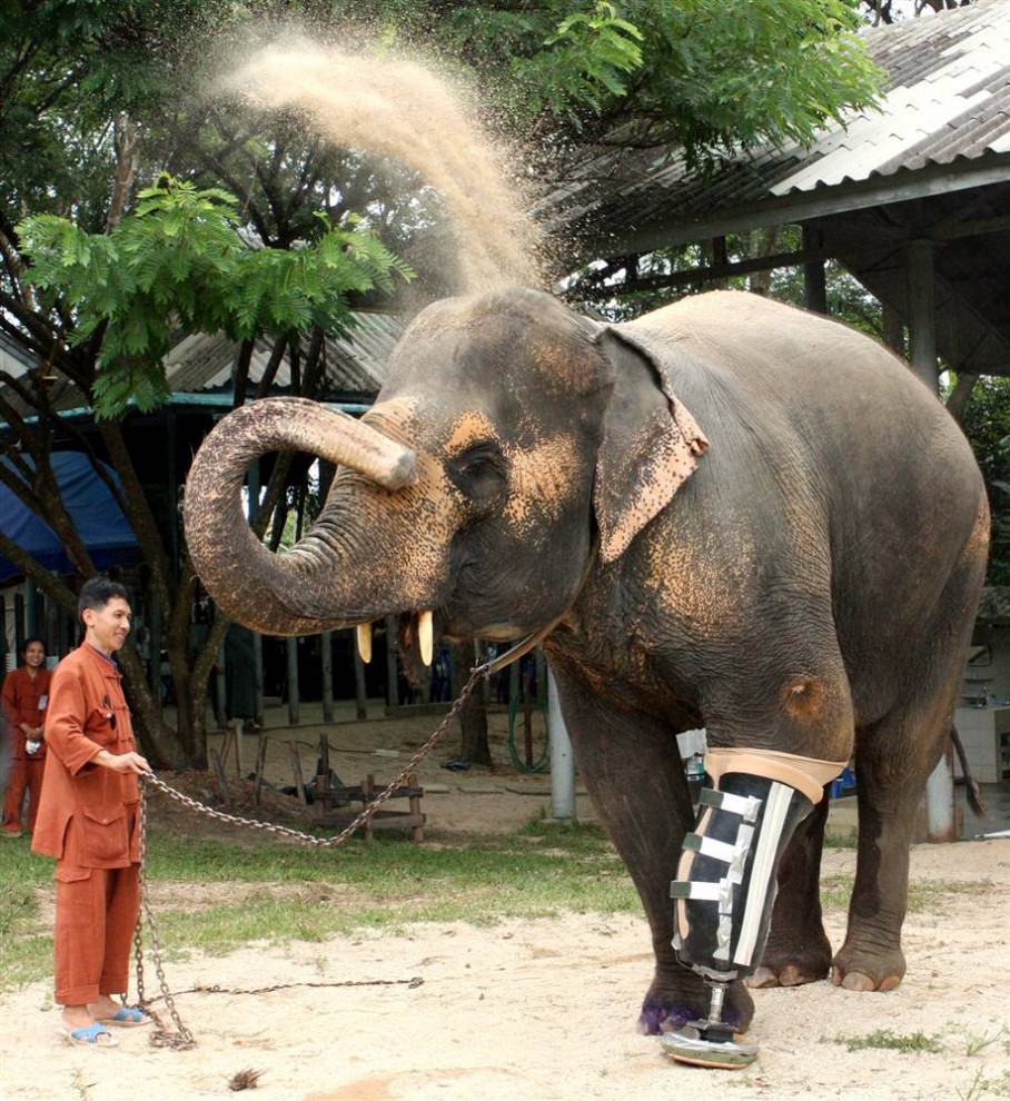 11) 48-летний слон по кличке Мотала с недавно поставленным протезом ноги в специальной больнице для слонов в провинции Лампанг, расположенной к северу от Бангкока, Таиланд. (Phichaiyong Mayerku/Reuters)
