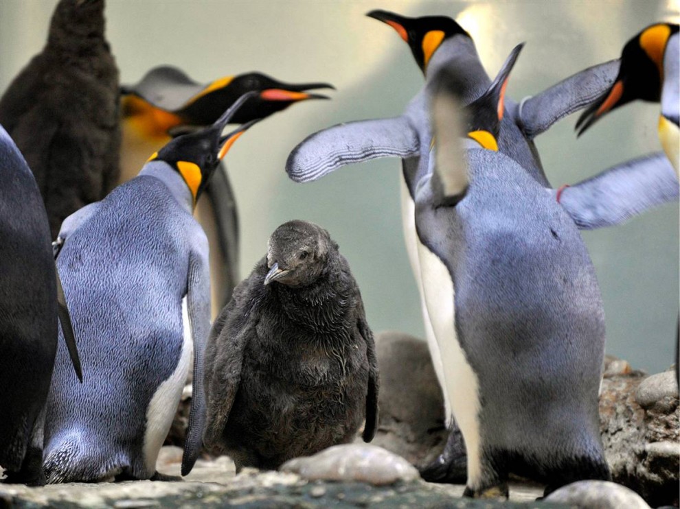 13) Взрослые королевские пингвины окружают самку в зоопарке в Базеле, Швейцария. (Georgios Kefalas/AP)