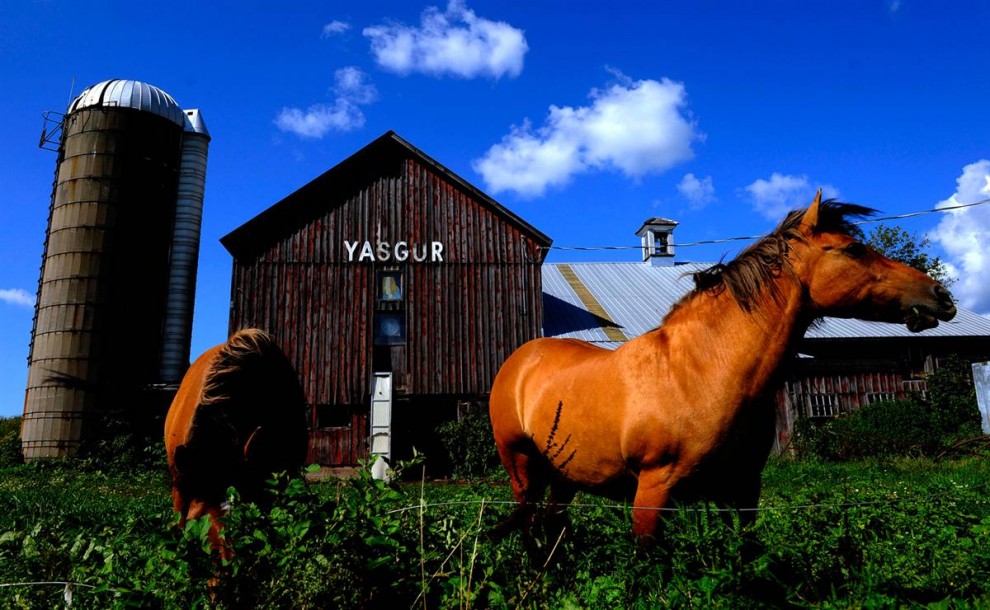 14) Лошади пасутся у сарая, который находится на ферме Ясгуров, рядом с которой 40 лет назад прошел легендарный музыкальный фестиваль Вудсток. (Stephen Chernin/AP)