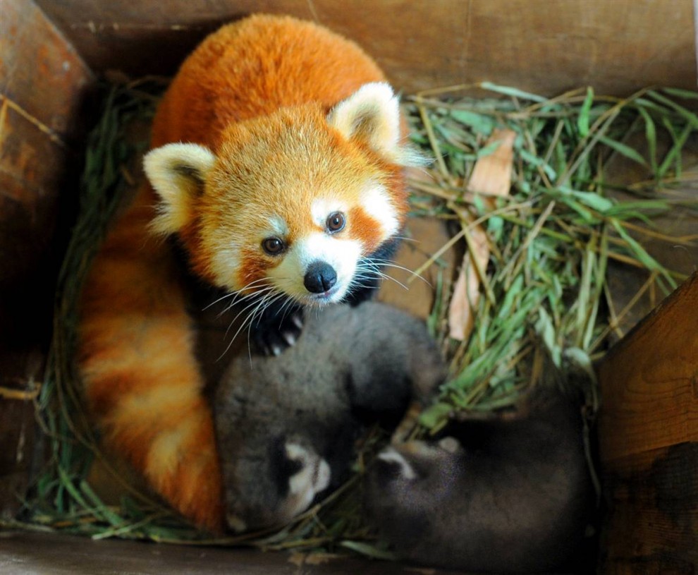 16) Красная панда со своими медвежатами в лесном зоопарке Хонгшан в Нанкине, столице восточной китайской провинции Цзянсу. (Fan Xiaolin/Zuma Press)