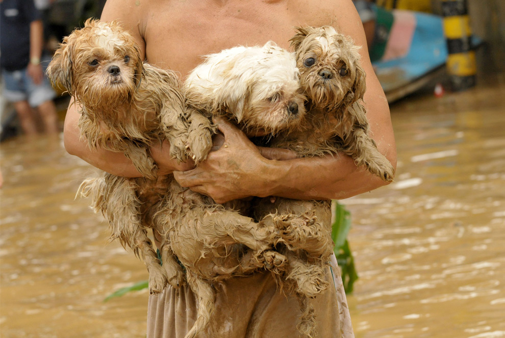 8. Житель Филиппин, попавший в наводнение от тайфуна Кетсана, перебирается вместе со своими собаками на возвышенность в городе Марикина к востоку от столицы Филиппин Манила 27 сентября 2009 года. (JAY DIRECTO/AFP/Getty Images)