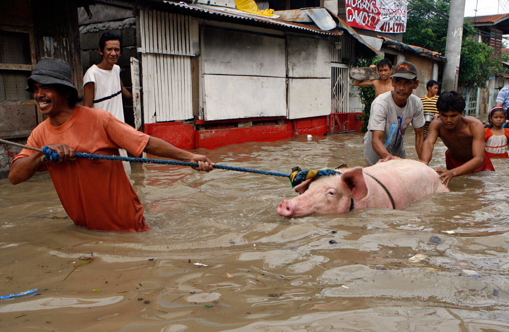 23. Жители Бинан Лагуна к югу от Манилы ведут свинью в воде после тайфуна Кетсана 29 сентября 2009 года. (REUTERS/Erik de Castro)