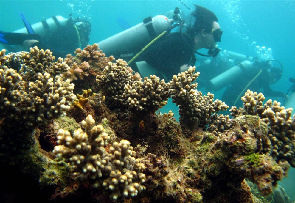 4. Рифы подобно этому в заливе Батангас к югу от Манилы, Филиппины, дают жизнь не только крошечным кораллам, но и рыбам, которые живут и питаются на рифах. (Dennis M. Sabangan / EPA)
