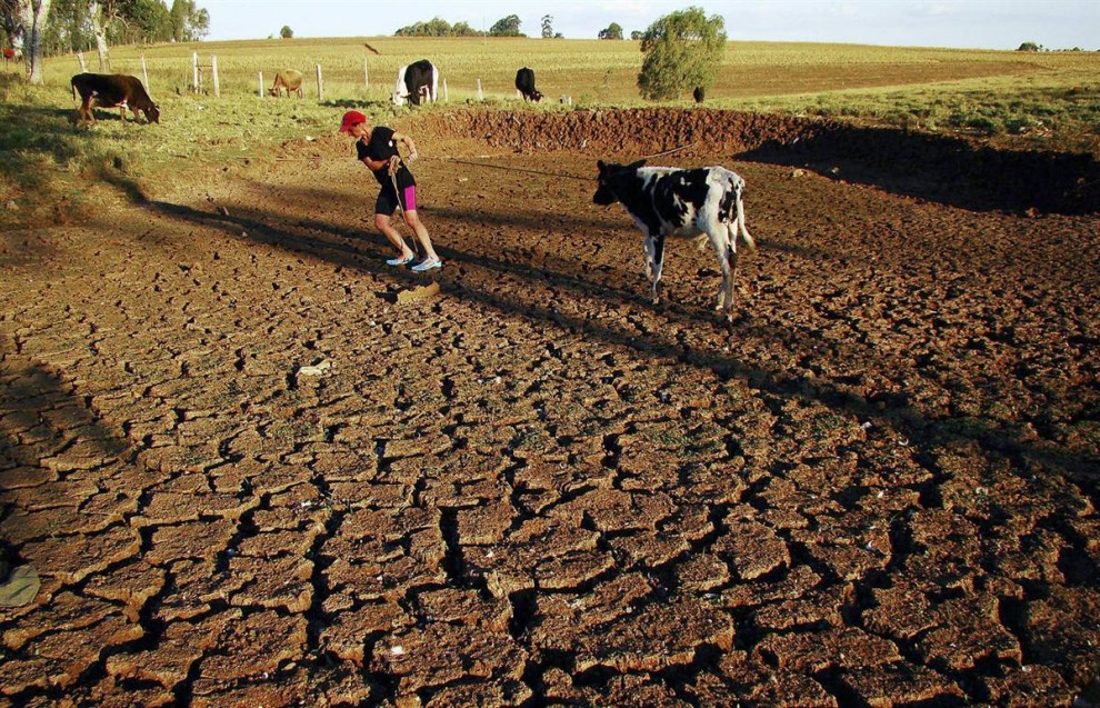 10. Эксперты предупреждают, что глобальное потепление приведет к еще более суровым засухам в таких частях мира, как южная Бразилия, где период засухи в 2009 году сделал подобные поля совершенно бесполезными. (Vagner Guarezi / AP)