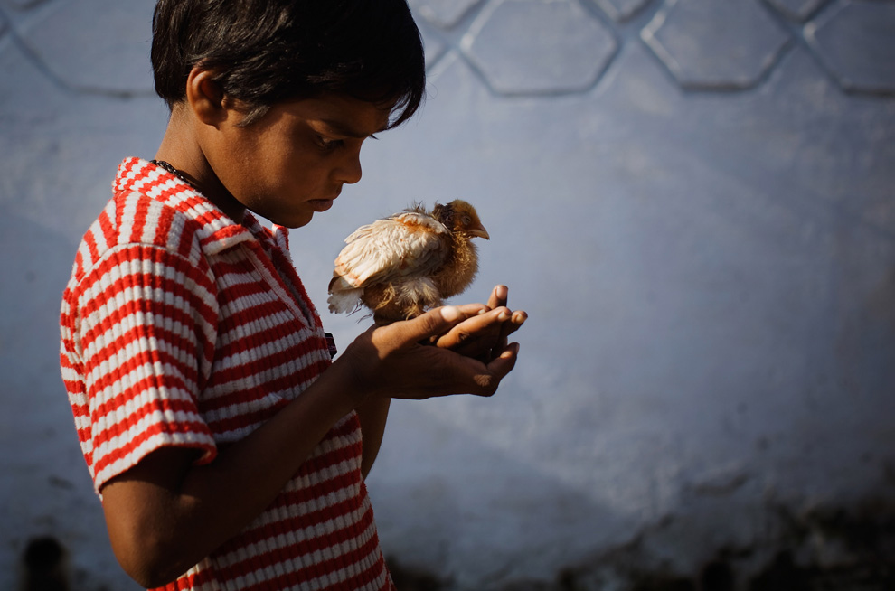17.  Keterbelakangan mental 10 tahun Nawab Mian - korban bencana pada tahun 1984 - ayam bermain dekat sebuah pabrik kosong «Union Carbide» November 28, 2009 di Bhopal, India.  (Daniel Berehulak / Getty Images)