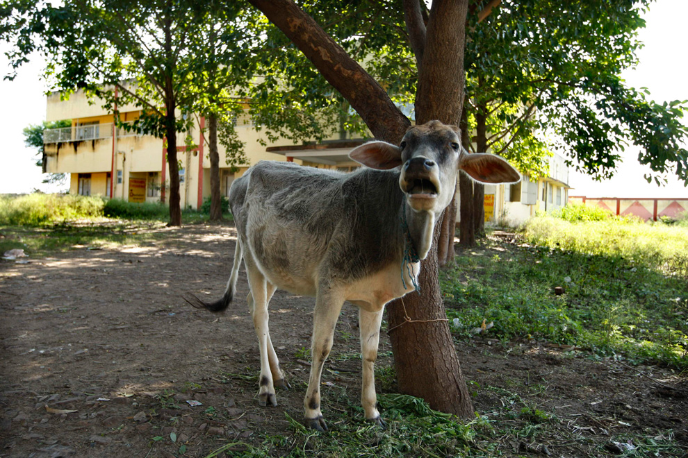 20.  Dalam foto ini diambil pada tanggal 21 November 2009, fotografer menangkap seekor sapi.  Salah satu yang ditemukan di sebuah rumah sakit pemerintah, yang diberikan kepada korban kebocoran gas di sebuah pabrik di Bhopal, India.  (AP Photo / Saurabh Das)