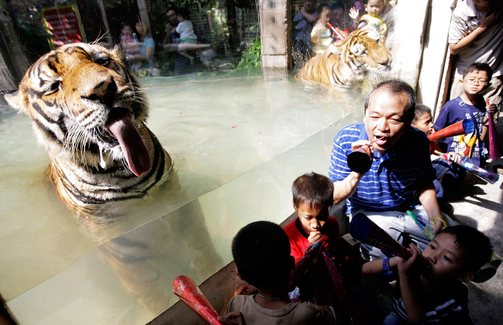34. Владелец зоопарка Малабун и дети дуют в трубки у стеклянного вольера с бенгальскими тиграми во время празднования Нового года тигра в Маниле 31 декабря 2009 года. (REUTERS/Cheryl Ravelo)