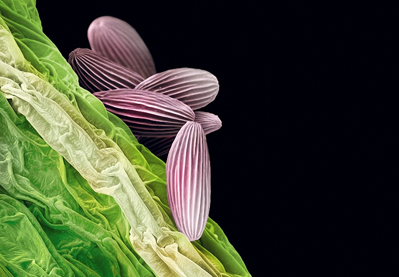 8)Складчатая структура позволяет пыльце  бромелии (Tillandsia maxima) сморщиваться от сухости и разбухать от влаги, не трескаясь. (Martin Oeggerli)