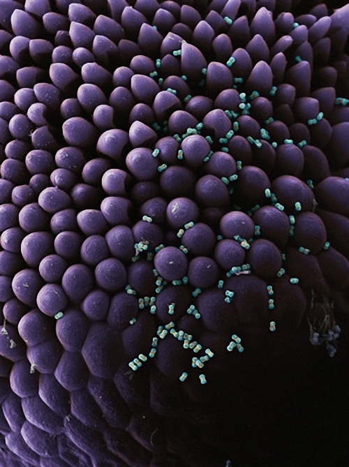 10) Пыльцевые зерна незабудки (Myosotis sylvatica) – одни из самых маленьких в мире; в ширину они  не превышают пяти тысячных миллиметра. (Martin Oeggerli)
