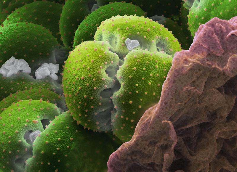 11) Пыльца мухоловки (Dionaea muscipula) более чем в 15 раз крупнее пыльцы незабудки: таким образом, прямой зависимости между размером цветка и пыльцевых зерен нет. (Martin Oeggerli)