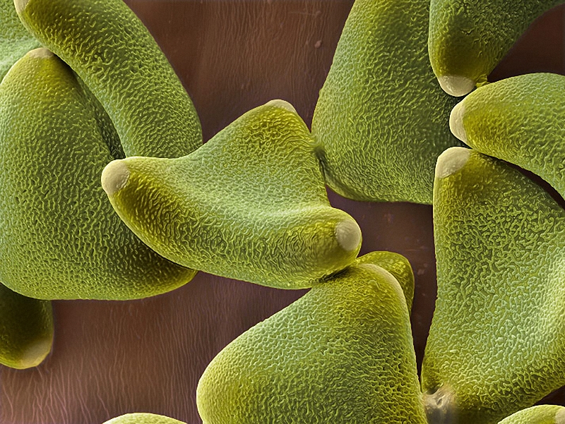 13) Клейкая пыльца левкофиллума (семейство протейные) переносится на животных. (Martin Oeggerli)