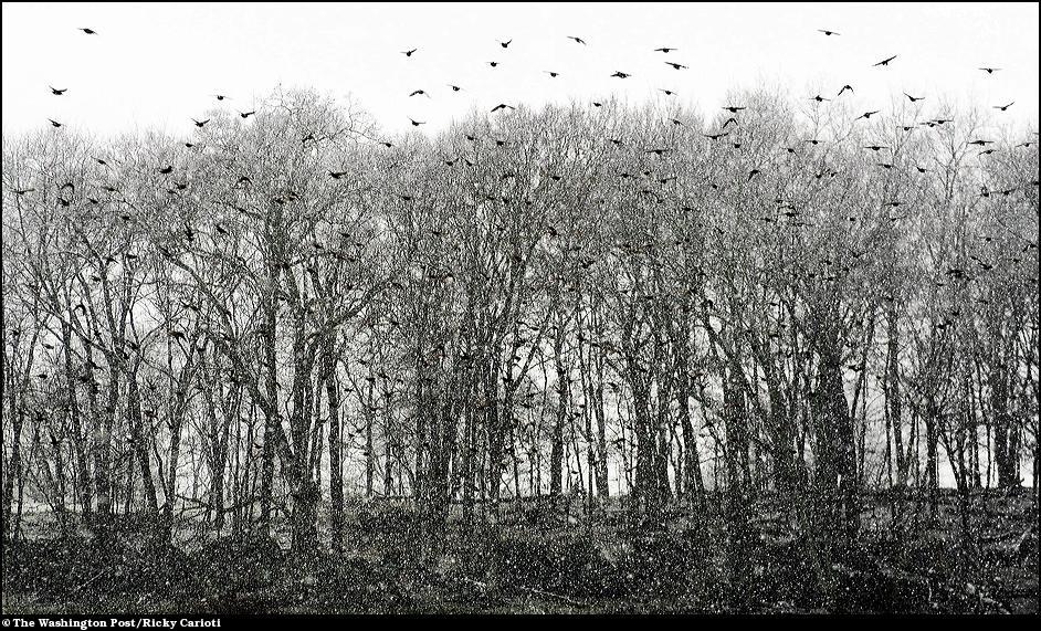 6)  Стая птиц в лесах округа Лоудоун.