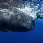 1051 150x150 Житель Фарерских островов пытается оправдать жестокость убийства китов