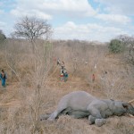 slon02 150x150 Слоновий приют в Кении