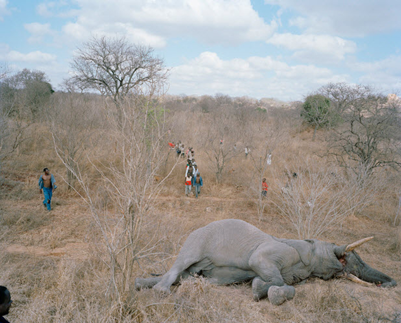 slon02 История про мертвого слона в Зимбабве 