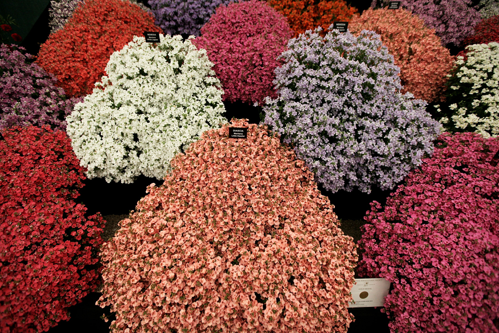 flowersA Королевская выставка цветов в Челси