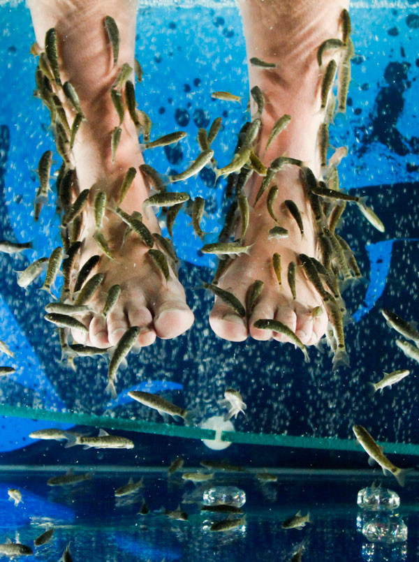 Женщина опустила ноги в аквариум с рыбками гарра руфа, которых называют рыбки-доктора, во время процедуры в салоне Сочи