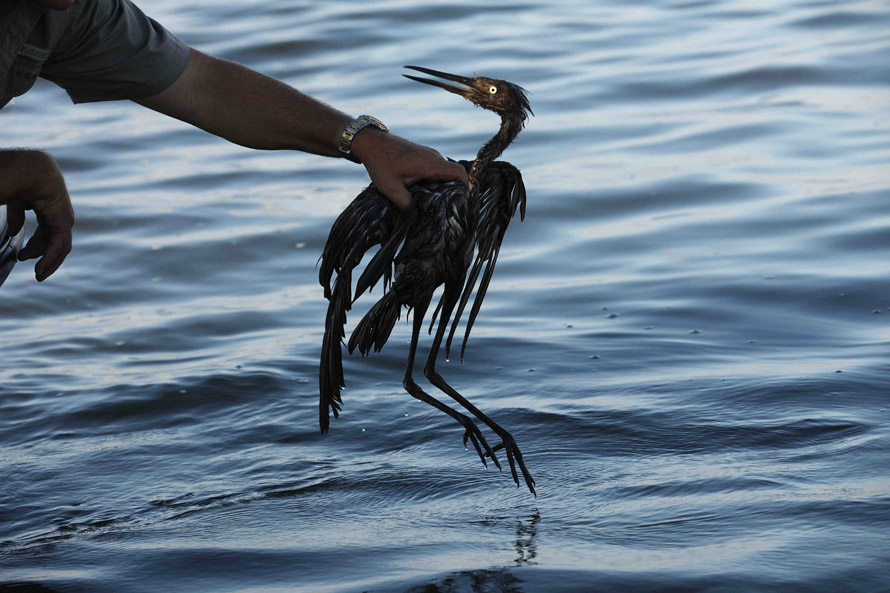 Начальник охраны прибрежной зоны Плакмайнс Пэрис Пи.Дж.Хан спасает испачканную в нефти птицу в водах залива Баратария, загрязненных после утечки нефти в Мексиканском заливе