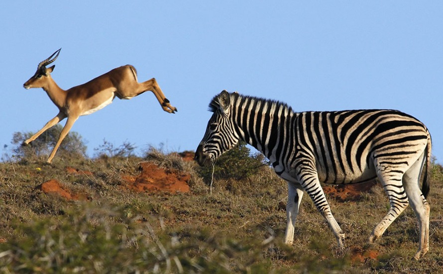 Зебра и африканская антилопа возле города Порт-Элизабет, Южная Африка