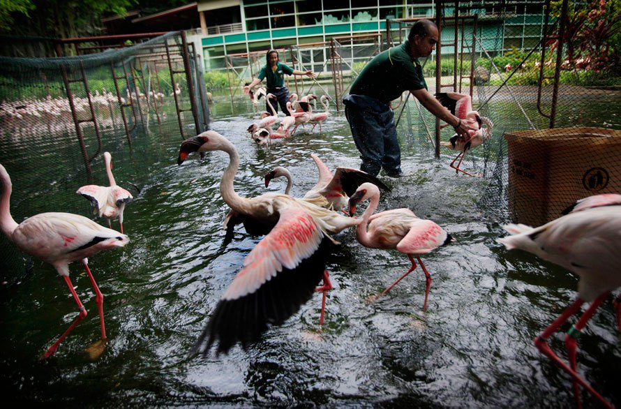 Работники ловят фламинго в загоне в Сингапуре для проведения вакцинации